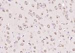 Sema3F/semaphorin 3F Antibody in Immunohistochemistry (Paraffin) (IHC (P))