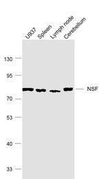 NSF Antibody in Western Blot (WB)