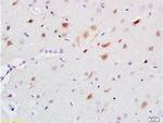 5-HT Antibody in Immunohistochemistry (Paraffin) (IHC (P))