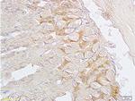 SGCB/SGC Antibody in Immunohistochemistry (Paraffin) (IHC (P))