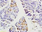 SGCB/SGC Antibody in Immunohistochemistry (Paraffin) (IHC (P))