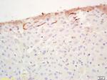 FABP3 Antibody in Immunohistochemistry (Paraffin) (IHC (P))