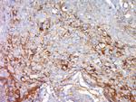 FGFBP2/KSP37 Antibody in Immunohistochemistry (Paraffin) (IHC (P))