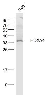 HOXA4 Antibody in Western Blot (WB)