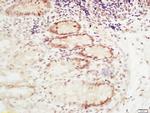 RFC2 Antibody in Immunohistochemistry (Paraffin) (IHC (P))