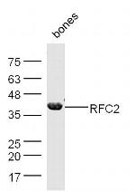 RFC2 Antibody in Western Blot (WB)