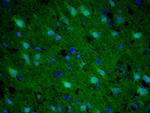 Gemin 2 Antibody in Immunohistochemistry (Paraffin) (IHC (P))