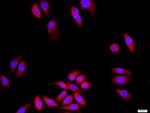 SAP102/DLG3 Antibody in Immunocytochemistry (ICC/IF)
