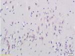 SNAP25 Antibody in Immunohistochemistry (Paraffin) (IHC (P))