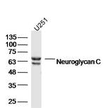 Neuroglycan C Antibody in Western Blot (WB)