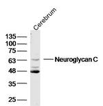 Neuroglycan C Antibody in Western Blot (WB)
