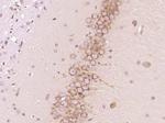 PTPN5/STEP Antibody in Immunohistochemistry (Paraffin) (IHC (P))