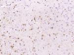 APBA1 Antibody in Immunohistochemistry (Paraffin) (IHC (P))