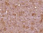 CASK Antibody in Immunohistochemistry (Paraffin) (IHC (P))