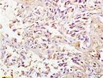 SPARC Antibody in Immunohistochemistry (Paraffin) (IHC (P))