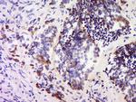 SPARC Antibody in Immunohistochemistry (Paraffin) (IHC (P))
