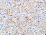 SPARC Antibody in Immunohistochemistry (Paraffin) (IHC (P))