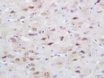 SPARC Antibody in Immunohistochemistry (Paraffin) (IHC (P))