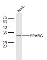 SPARC Antibody in Western Blot (WB)