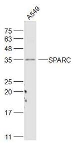 SPARC Antibody in Western Blot (WB)