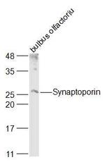 SYNPR/Synaptoporin Antibody in Western Blot (WB)