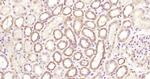 A2LD1/GGACT Antibody in Immunohistochemistry (Paraffin) (IHC (P))