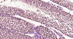 GCX1/C20orf100 Antibody in Immunohistochemistry (Paraffin) (IHC (P))