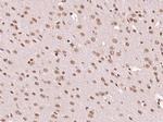GCX1/C20orf100 Antibody in Immunohistochemistry (Paraffin) (IHC (P))
