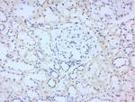 STAT2 Antibody in Immunohistochemistry (Paraffin) (IHC (P))