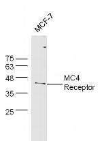 MC4 Receptor Antibody in Western Blot (WB)