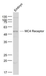 MC4 Receptor Antibody in Western Blot (WB)