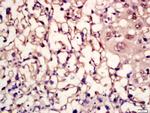 MC5 Receptor/MC5-R Antibody in Immunohistochemistry (Paraffin) (IHC (P))