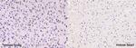 NG/Neurogranin Antibody in Immunohistochemistry (Paraffin) (IHC (P))