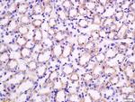 Nocturnin Antibody in Immunohistochemistry (Paraffin) (IHC (P))