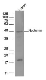 Nocturnin Antibody in Western Blot (WB)