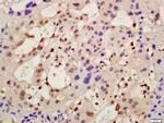 AMIGO2 Antibody in Immunohistochemistry (Paraffin) (IHC (P))