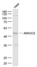 AMIGO2 Antibody in Western Blot (WB)
