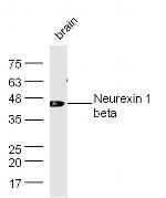 Neurexin 1 Antibody in Western Blot (WB)