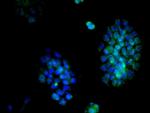 Cyclin D2 Antibody in Immunocytochemistry (ICC/IF)