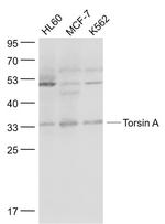Torsin A Antibody in Western Blot (WB)