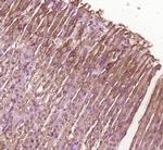 BBS8/TTC8 Antibody in Immunohistochemistry (Paraffin) (IHC (P))