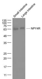 NPY4R Antibody in Western Blot (WB)