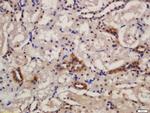 KIBRA Antibody in Immunohistochemistry (Paraffin) (IHC (P))