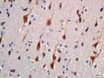 KIBRA Antibody in Immunohistochemistry (Paraffin) (IHC (P))