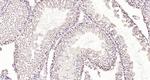 Neuro D4/DPF1 Antibody in Immunohistochemistry (Paraffin) (IHC (P))