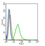 PDE7B Antibody in Flow Cytometry (Flow)