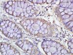 PDE7B Antibody in Immunohistochemistry (Paraffin) (IHC (P))