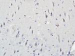 PDE7B Antibody in Immunohistochemistry (Paraffin) (IHC (P))