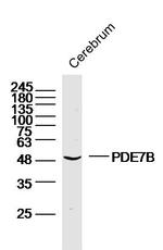 PDE7B Antibody in Western Blot (WB)
