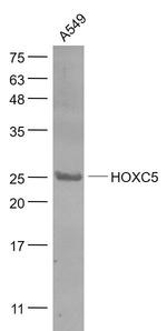 HOXC5 Antibody in Western Blot (WB)